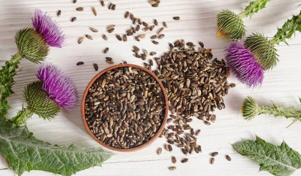 Milk thistle extract: Thuốc bổ gan từ cây khế sữa