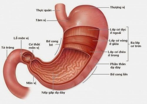 Môn vị nằm ở vị trí nào trong cơ thể và các bệnh thường gặp