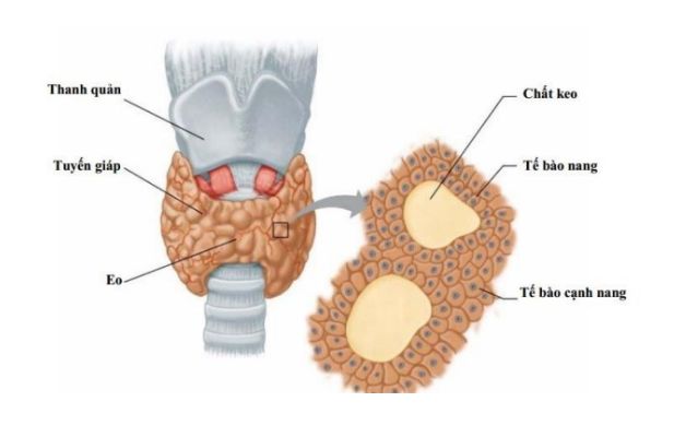 Nang keo tuyến giáp: Nguyên nhân, triệu chứng