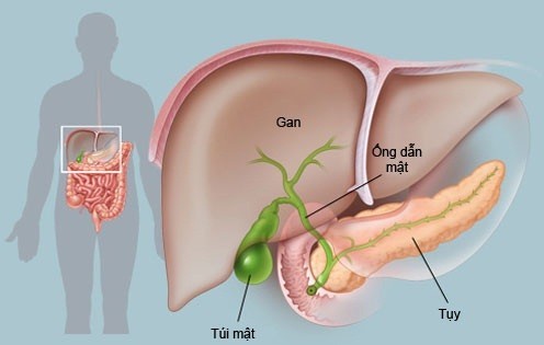 Người bị bệnh gan nên kiêng gì?