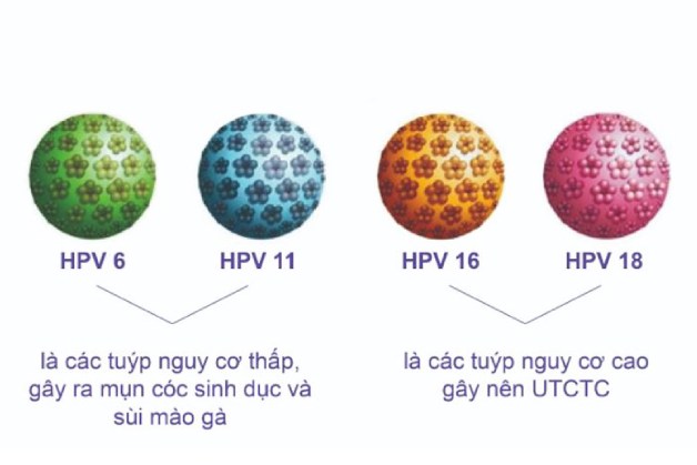 Người bị nhiễm virus HPV có phải tầm soát ung thư cổ tử cung