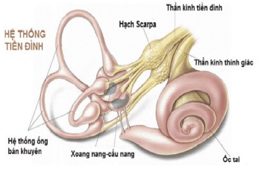 Người mắc rối loạn tiền đình phải làm gì?