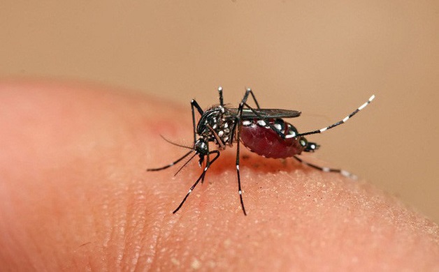 Nguyên do, cách truyền bệnh sốt xuất huyết Dengue