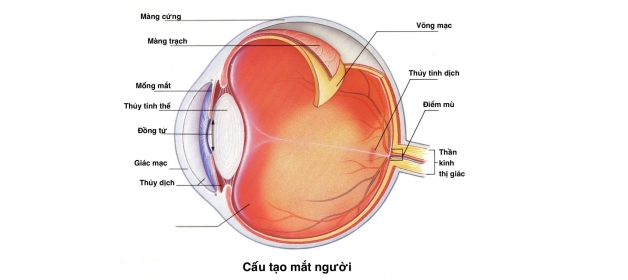 Nguyên nhân bong võng mạc mắt là gì?