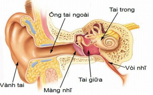 nguyen nhan gay viem tai ngoai la gi q