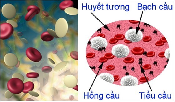 Nguyên nhân giảm tiểu cầu bạn cần biết