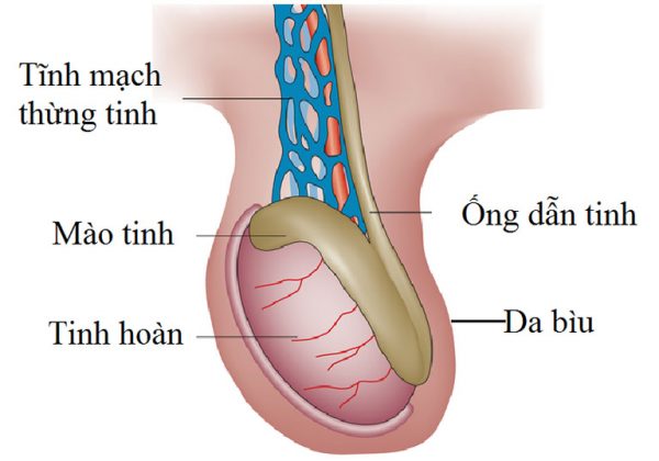 Nguyên nhân giãn tĩnh mạch thừng tinh là gì?