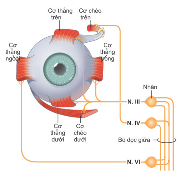 Nguyên nhân mắt bị lác nhẹ và cách tự cải thiện tại nhà