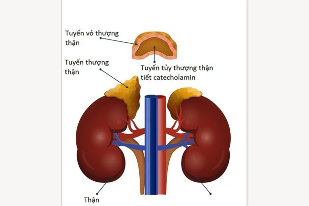 Nguyên nhân teo tuyến thượng thận