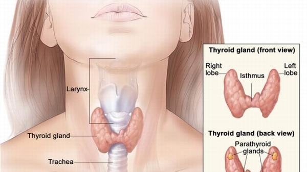 Nguyên nhân và dấu hiệu bệnh u nang tuyến giáp