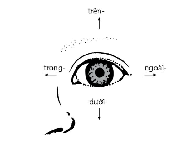 Nhận biết sớm dấu hiệu trẻ bị lác mắt và hướng điều trị