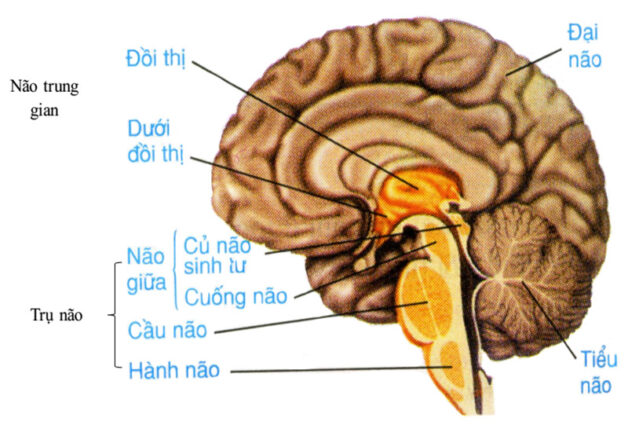 Nhồi máu cầu não: Nguyên nhân, cách điều trị