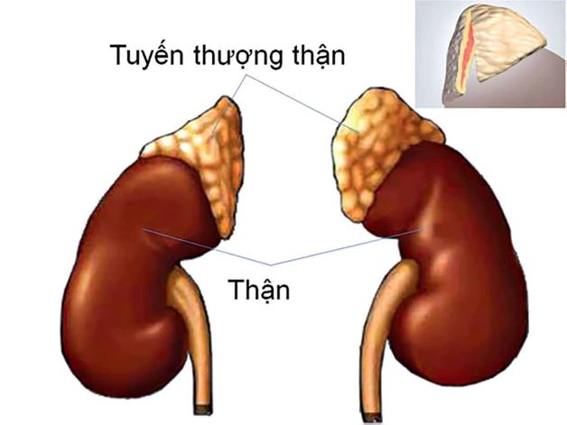 Những dấu hiệu và cách điều trị tăng sản tuyến thượng thận