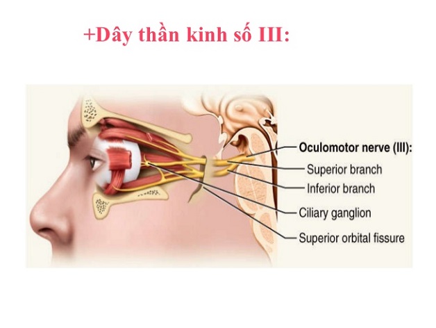 Những điều cần biết về bệnh viêm dây thần kinh số 3