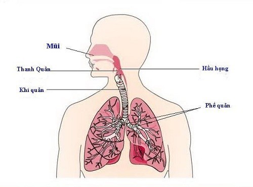 Những điều cần biết về bệnh viêm phổi thùy