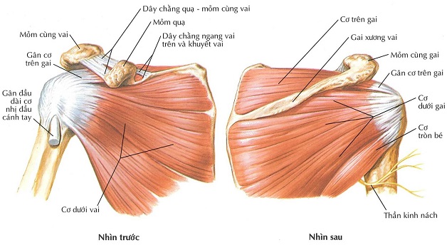 Những điều cần biết về gai xương khớp vai