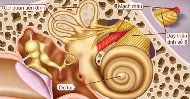 Những điều cần viết về viêm dây thần kinh số 8