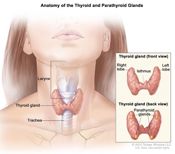 Nữ giới có nguy cơ mắc ung thư tuyến giáp gấp 3 lần nam giới: bạn đã làm gì để bảo vệ mình?