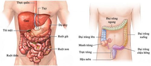 Phẫu thuật cắt trực tràng