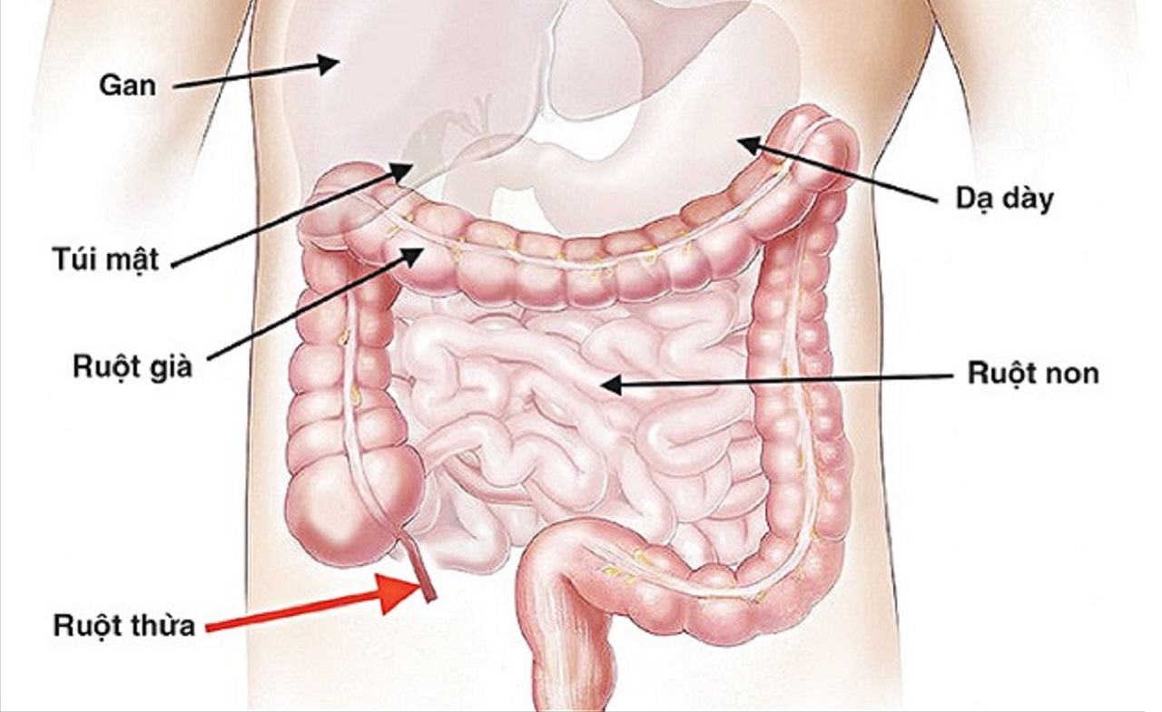 Phòng ngừa các bệnh đường tiêu hóa