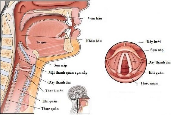 Phù nề thanh quản phải làm sao để khỏi?