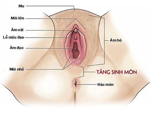 Phụ nữ đẻ thường có phải rạch tầng sinh môn không? Chăm sóc thế nào?