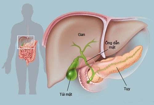 Polyp túi mật và những điều cần biết