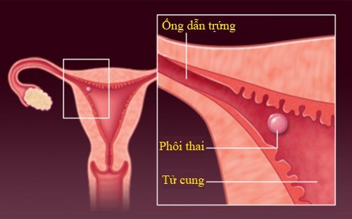 Quá trình thụ thai: Tất tần tật những điều bạn cần quan tâm.