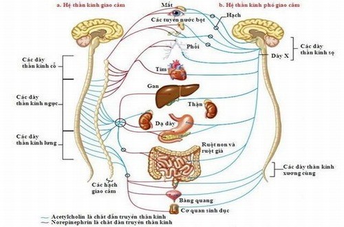 Rối loạn thần kinh thực vật là gì?