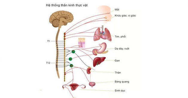 Rối loạn thần kinh thực vật phải làm sao?