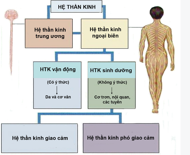 Rối loạn thần kinh tự chủ ở bệnh nhân parkinson 