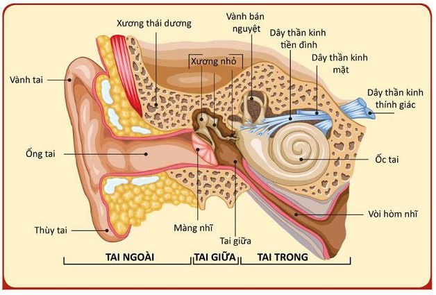 Rối loạn tiền đình não là gì? Điều trị như thế nào?