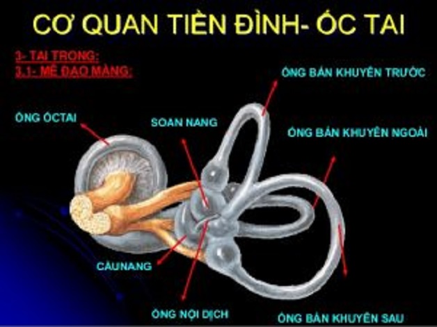 Rối loạn tiền đình và dấu hiệu nhận biết