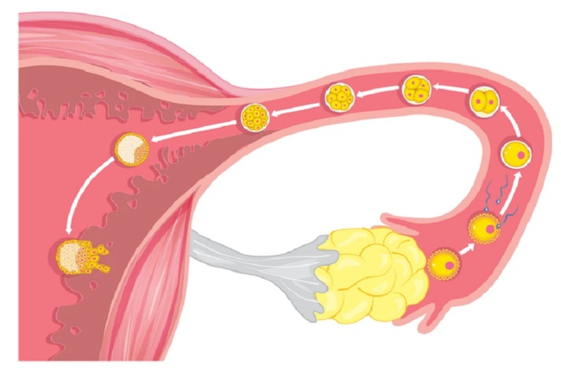 Rụng trứng trong mấy ngày? Thời điểm quan hệ dễ thụ thai!