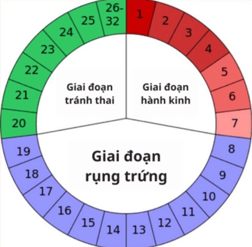 Rụng trứng trong mấy ngày? Thời điểm quan hệ dễ thụ thai!