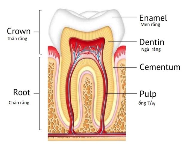 Sâu men răng và cách điều trị tối ưu