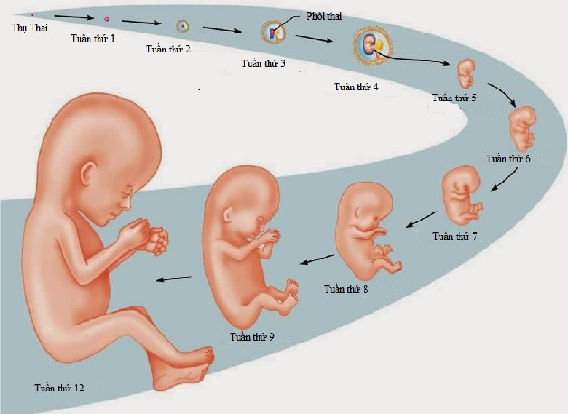 Siêu âm cân nặng thai nhi có chính xác không?