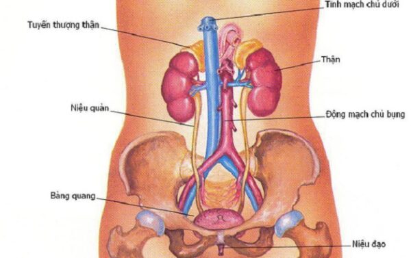 Siêu âm hệ tiết niệu ở trẻ em và những điều ba mẹ cần biết