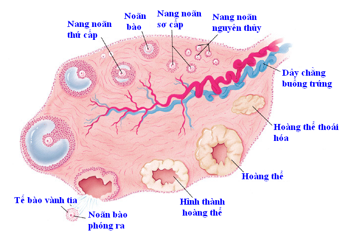 Siêu âm trứng giá bao nhiêu? Nên thực hiện khi nào?