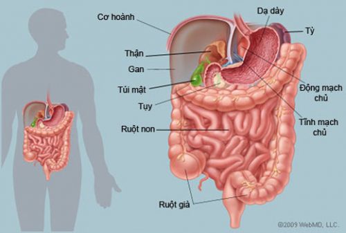 Sinh lý bệnh tiêu hóa