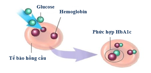 Số lượng hồng cầu bình thường là bao nhiêu?