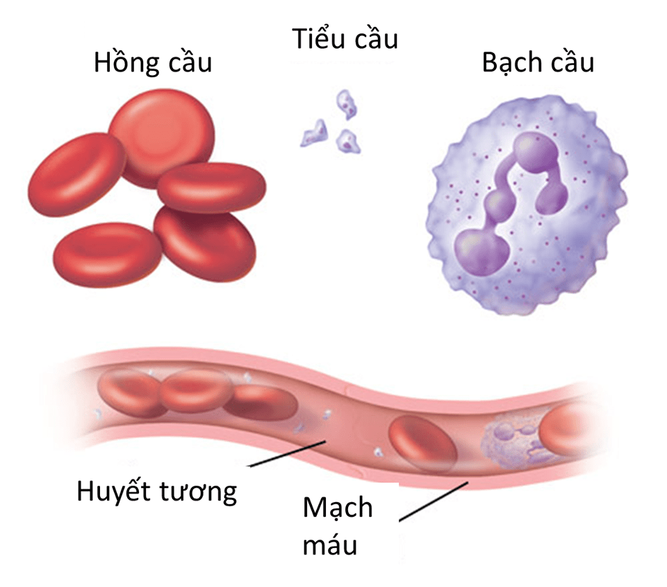 Số lượng tiểu cầu trong cơ thể nói lên điều gì?