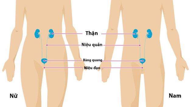 Sỏi niệu đạo là gì – nguyên nhân hình thành và cách điều trị