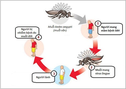 Sốt xuất huyết Dengue – Những kiến thức không thể bỏ qua