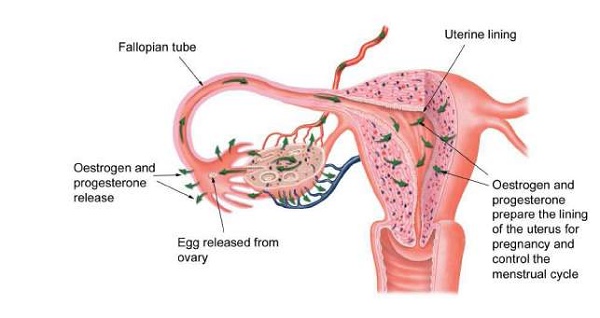 Tắc vòi trứng có chữa được không?