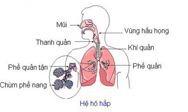 Tại sao bé dễ nhiễm trùng đường hô hấp?