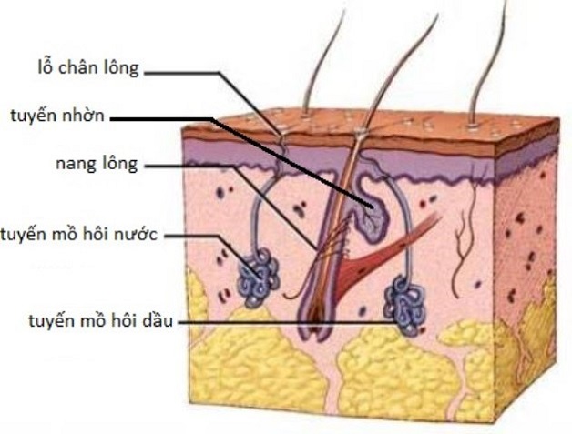 Tại sao mồ hôi có mùi chua và 6 nguyên nhân gây nên