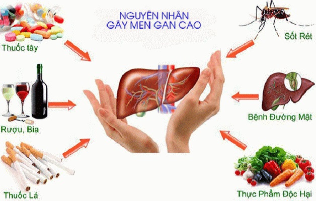 Tăng men gan: Giải pháp phòng và điều trị