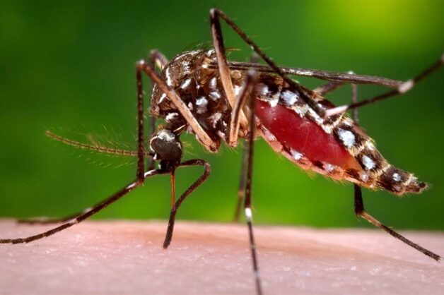 “Tất tần tật” điều cần biết về bệnh sốt xuất huyết Dengue