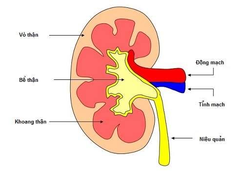 Thế nào là bệnh viêm cầu thận cấp?